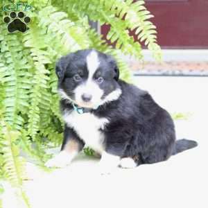 Axel, Miniature Australian Shepherd Puppy